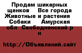 Продам шикарных щенков  - Все города Животные и растения » Собаки   . Амурская обл.,Свободненский р-н